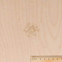 Cuor di Bue Rinderherz-Tomate | Große fleischige Früchte | Vilmorin