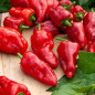 Bolsa de semillas de pimiento padrón