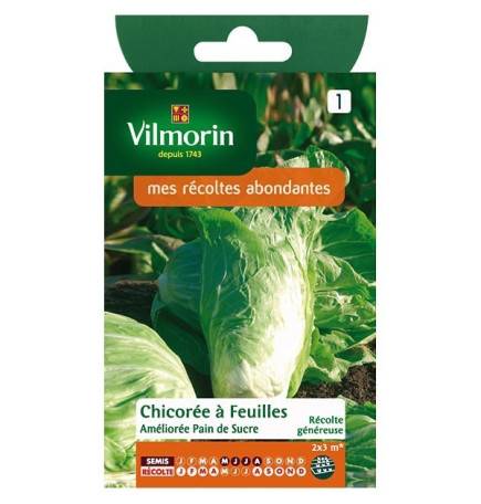 Cicoria Pan di foglie migliorata Zucchero