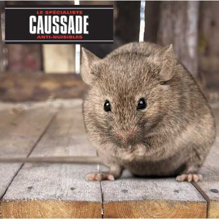 Caussade Fluorescent Anti-Rat and Mouse Paste Baits - Shock Tracking Technology