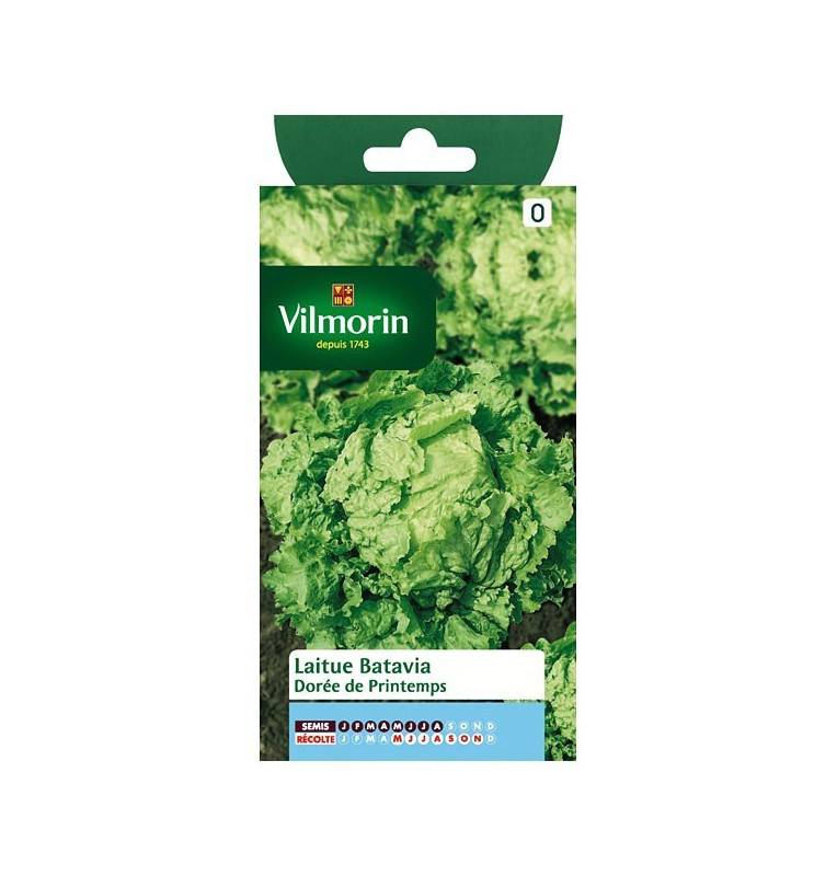 Fiche produit Laitue Batavia Dorée de printemps Fiche produit Laitue Batavia Dorée de printemps