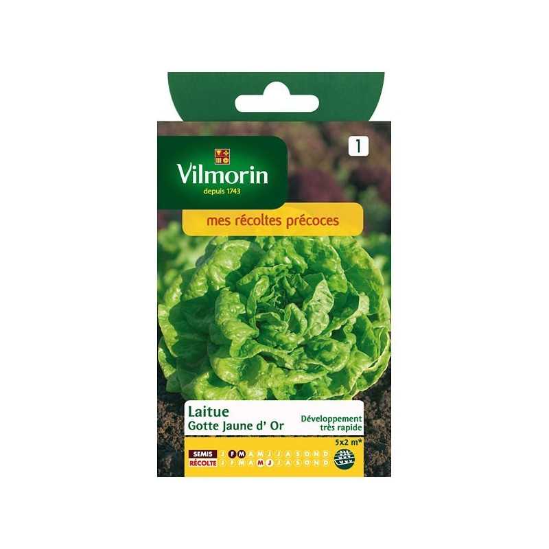 Semi Lattuga Gotte giallo oro Vilmorin - Foglie dorate, 4-6 settimane Semi Lattuga Gotte giallo oro Vilmorin - Foglie dorate, 4-6 settimane