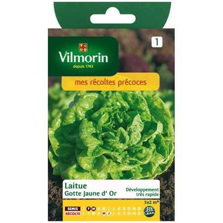 Gotte Salat Gelbgold