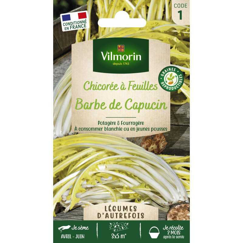 Bag seeds Chicorée with wild leaves Bitter Capuchin beard Bag seeds Chicorée with wild leaves Bitter Capuchin beard