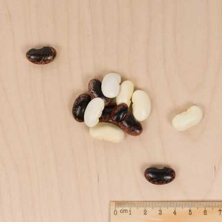 Vilmorin Haricot d'Espagne Varié - Graines Grimpantes 4m