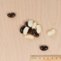 Sachet graines Haricot d'espagne varié