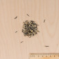 Semillas de bolsa Rosa de enano indio variado Semillas de bolsa Rosa de enano indio variado