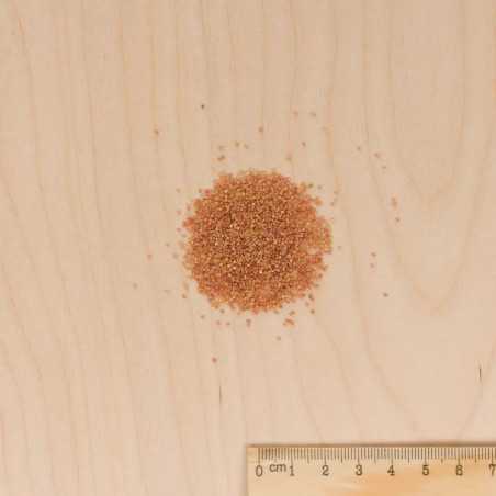 Seeds of Amarante Fox Tail. Appreciated for its green foliage
