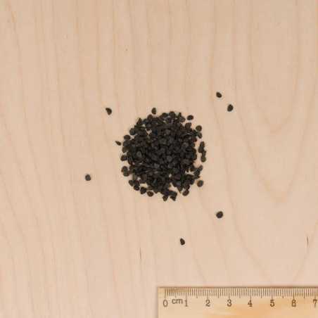 Semillas de sobre cebollino de China