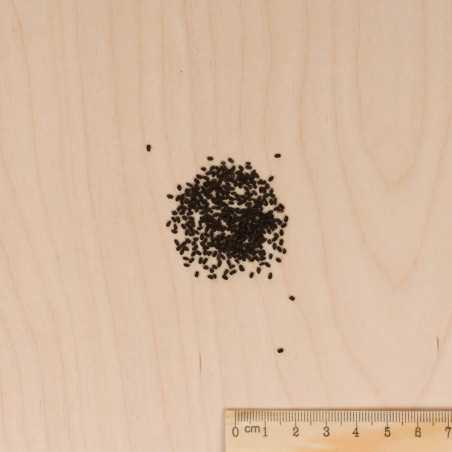 Varied Pervenche seeds bag from Madagascar