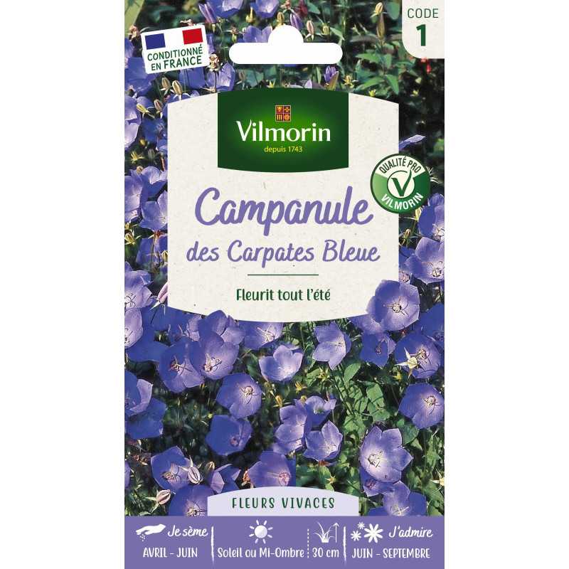Sachet graines Campanule des carpathes bleue Sachet graines Campanule des carpathes bleue