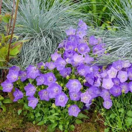 Vilmorin Campanule des Carpathes Bleue - Graines Fleurs Vivaces 30cm
