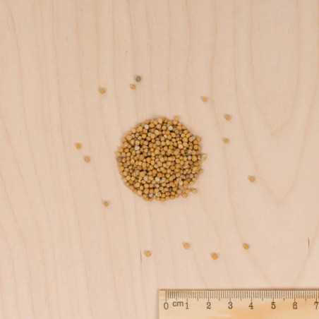 Organic White Mustard Seeds, scatola da 375g