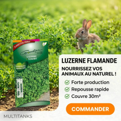 Alfalfa flamenca 80gr - 30 m2