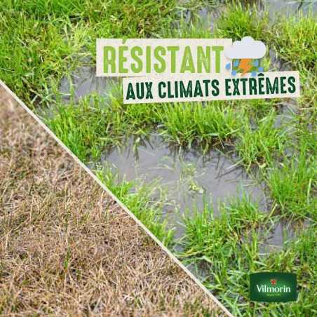 Vilmorin Climate-Resilient Lawn Seed 5 kg - Drought Resistant