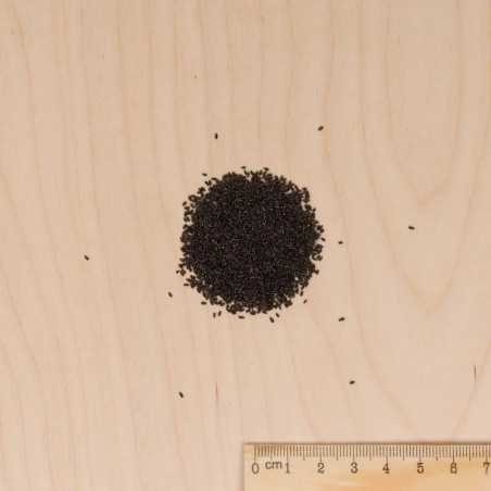 Organic Lemon Balm Seeds - Melissa officinalis
