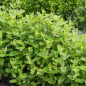 Bio-Zitronenmelissensamen - Melissa officinalis Bio-Zitronenmelissensamen - Melissa officinalis