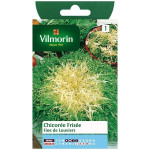 Chicorée frisée