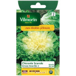 Chicorée Scarole