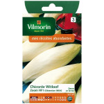 Cicoria di Witloof