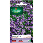 Aubrietia
