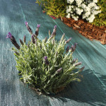 Soil maintenance