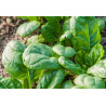 Spinach