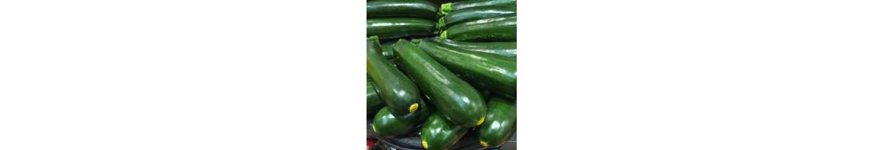 Zucchini