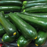 Zucchini