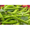 Broad beans