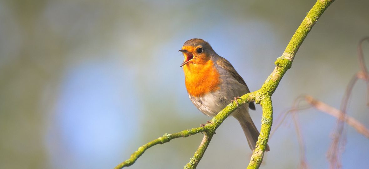 Comment attirer un rouge-gorge dans votre jardin pour émerveiller vos  enfants –