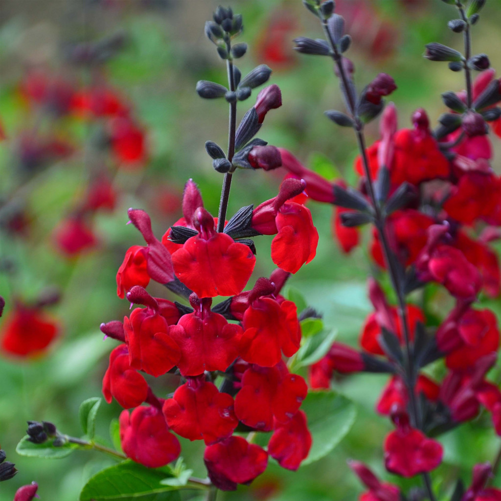 Sage Rouge Comment et où planter la sauge rouge