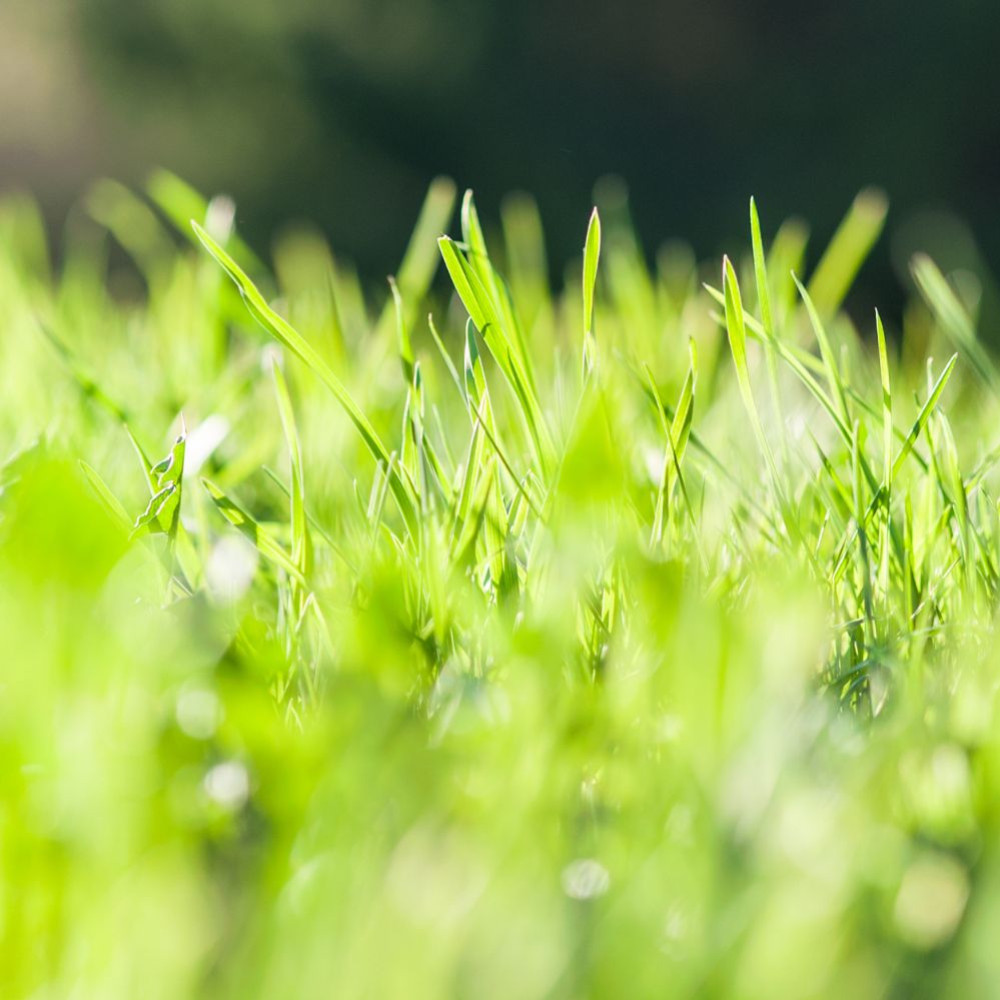 Kikuyu: a solution for drought-resistant turf