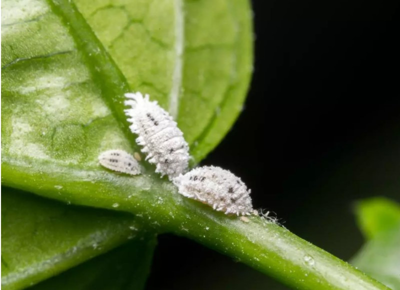 Protect Your Plants from Mealybugs with SOLABIOL Without Harming the Environment