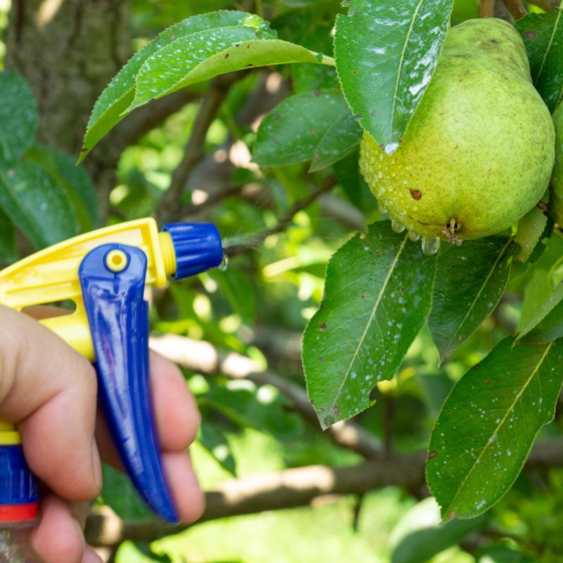 La Bouillie Bordelaise: Between Tradition and Innovation for Eco-Friendly Gardening