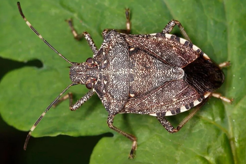 Tout Savoir sur les Punaises Diaboliques et Vertes : Identification, Dangers 