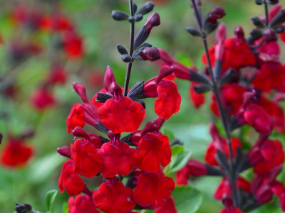 ¿Cómo y dónde plantar salvia roja?