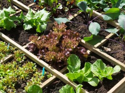 Wie kann ich einen Gemüsegarten ausweisen?