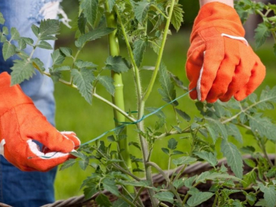 Wie betreue ich Tomaten?