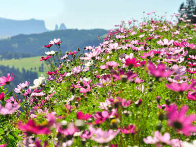 Quali fiori piantare in primavera?