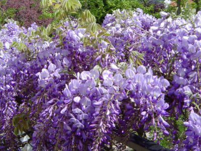 Che tipo di fiori rampicanti adottare?