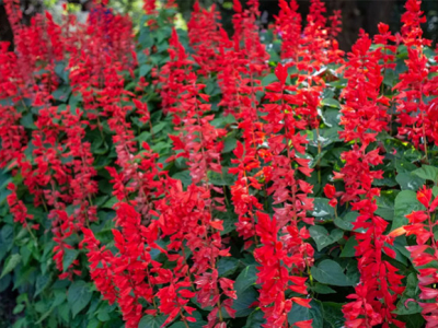Quando e come potare la salvia rossa?