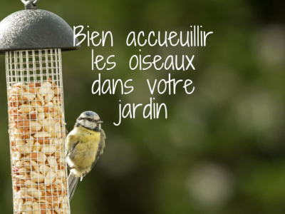 Welcoming birds into your garden: good practices to follow