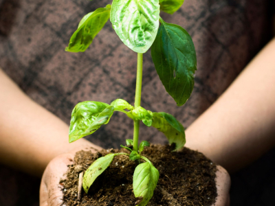 Basil cultivation: Information, planting and harvesting in the vegetable garden