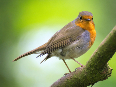 Frühling: die Liste der Vögel, die man im Garten beobachten kann