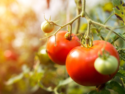 Cultivo de tomate: Consejos, técnicas, variedades