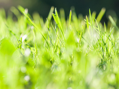 Kikuyu: a solution for drought-resistant turf