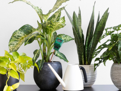 Apporter la nature chez soi : guide pour aménager un petit jardin d'intérieur