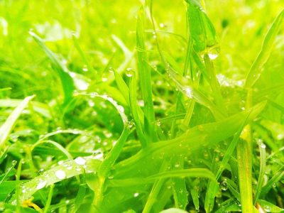 Céspedes tropicales: ¿cynodon, dichondra o kikuyu?