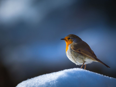 Atraer petirrojos a su jardín: beneficios y consejos ecológicos